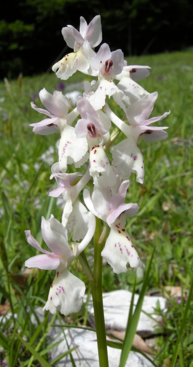 Orchis colemanii